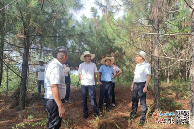 撫州市林業(yè)局局長吳開發(fā)赴崇仁調(diào)研林改工作，助力林業(yè)產(chǎn)品銷售升級(jí)